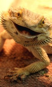 动物表情,疑似蜥蜴的笑脸480×800手机壁纸