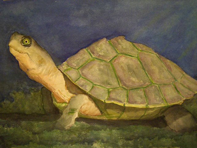 抬起的头,油画里的绿乌龟图片手机壁纸