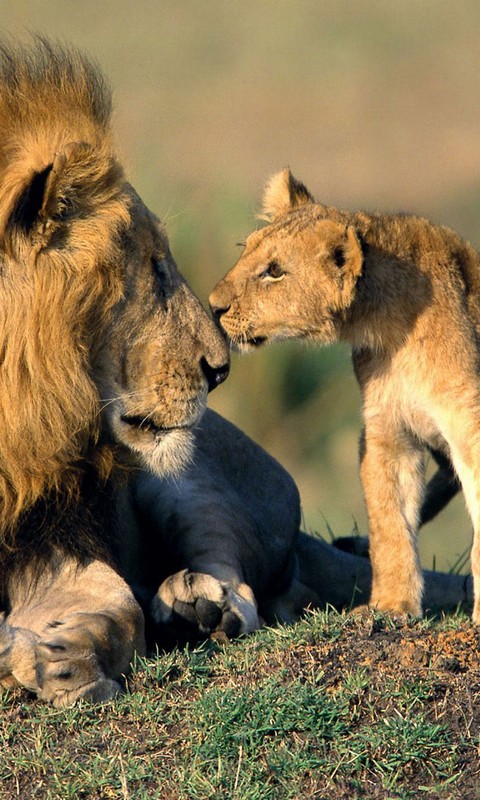 狮子爸爸保护小狮子图片